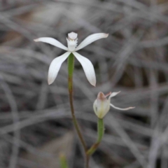 Caladenia ustulata (Brown Caps) at Acton, ACT - 9 Oct 2020 by ConBoekel