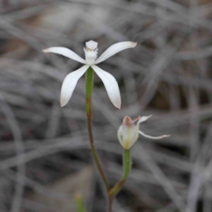 Caladenia ustulata at Acton, ACT - 9 Oct 2020