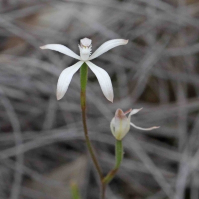 Caladenia ustulata (Brown Caps) at Caladenia Forest, O'Connor - 9 Oct 2020 by ConBoekel