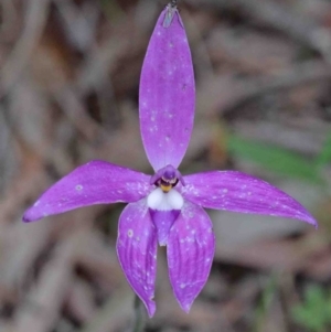 Glossodia major at Acton, ACT - suppressed