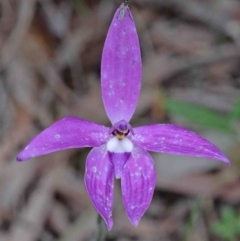 Glossodia major (Wax Lip Orchid) at Acton, ACT - 9 Oct 2020 by ConBoekel