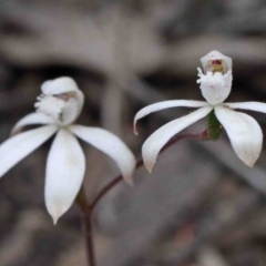 Caladenia ustulata (Brown Caps) at Caladenia Forest, O'Connor - 9 Oct 2020 by ConBoekel