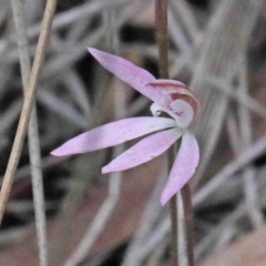 Caladenia fuscata (Dusky Fingers) at Acton, ACT - 9 Oct 2020 by ConBoekel