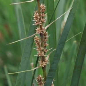 Lomandra longifolia at Acton, ACT - 9 Oct 2020 12:04 PM