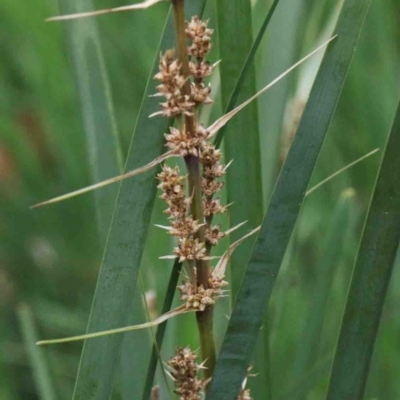 Lomandra longifolia (Spiny-headed Mat-rush, Honey Reed) at Acton, ACT - 9 Oct 2020 by ConBoekel