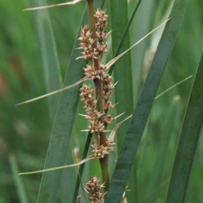 Lomandra longifolia (Spiny-headed Mat-rush, Honey Reed) at Caladenia Forest, O'Connor - 9 Oct 2020 by ConBoekel