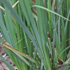 Lomandra longifolia at Acton, ACT - 9 Oct 2020 12:04 PM