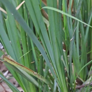 Lomandra longifolia at Acton, ACT - 9 Oct 2020 12:04 PM