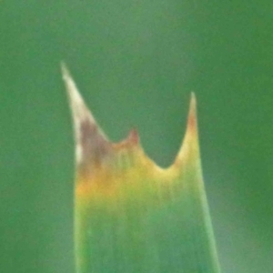 Lomandra longifolia at Acton, ACT - 9 Oct 2020