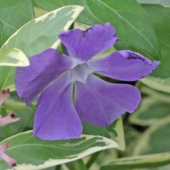 Vinca major (Blue Periwinkle) at Caladenia Forest, O'Connor - 9 Oct 2020 by ConBoekel