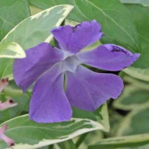 Vinca major at Acton, ACT - 9 Oct 2020 12:08 PM