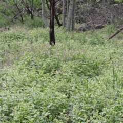 Vinca major at Acton, ACT - 9 Oct 2020