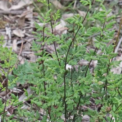 Cheilanthes sieberi (Rock Fern) at Caladenia Forest, O'Connor - 9 Oct 2020 by ConBoekel