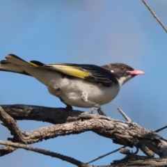 Grantiella picta (Painted Honeyeater) at Mount Ainslie - 9 Oct 2020 by patrickcox