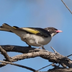 Grantiella picta (Painted Honeyeater) at Pialligo, ACT - 10 Oct 2020 by patrickcox