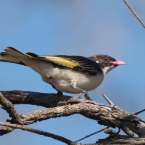 Grantiella picta at Pialligo, ACT - 10 Oct 2020