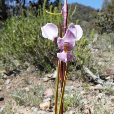 Diuris punctata var. punctata (Purple Donkey Orchid) at Theodore, ACT - 10 Oct 2020 by owenh