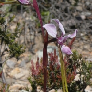 Diuris punctata at suppressed - suppressed