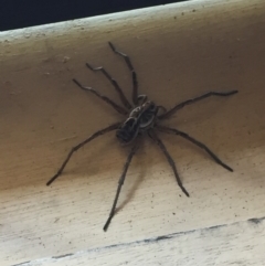 Tasmanicosa sp. (genus) (Tasmanicosa wolf spider) at Mirador, NSW - 10 Oct 2020 by hynesker1234