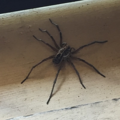 Tasmanicosa sp. (genus) (Unidentified Tasmanicosa wolf spider) at Mirador, NSW - 10 Oct 2020 by hynesker1234