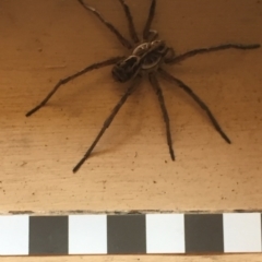 Tasmanicosa sp. (genus) at Mirador, NSW - 10 Oct 2020