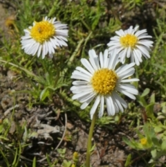 Calotis anthemoides (Chamomile Burr-daisy) at Theodore, ACT - 10 Oct 2020 by owenh