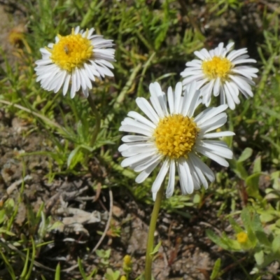 Calotis anthemoides (Chamomile Burr-daisy) at Theodore, ACT - 10 Oct 2020 by owenh