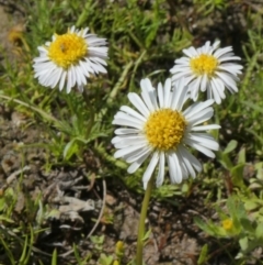 Calotis anthemoides (Chamomile burr-daisy) at Theodore, ACT - 10 Oct 2020 by Owen