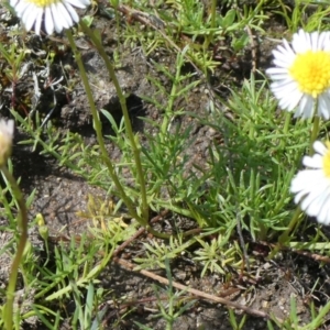 Calotis anthemoides at Theodore, ACT - 10 Oct 2020