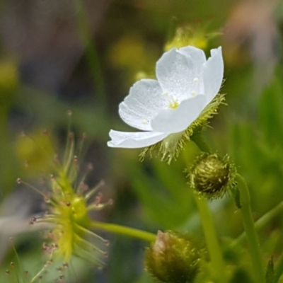 Drosera gunniana (Pale Sundew) at Latham, ACT - 10 Oct 2020 by trevorpreston