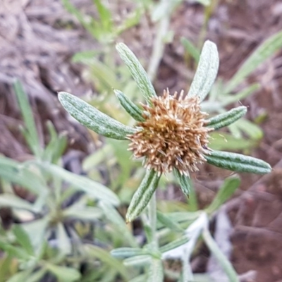 Euchiton sphaericus (Star Cudweed) at Umbagong District Park - 10 Oct 2020 by tpreston