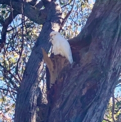 Cacatua galerita (Sulphur-crested Cockatoo) at Bruce, ACT - 9 Oct 2020 by goyenjudy