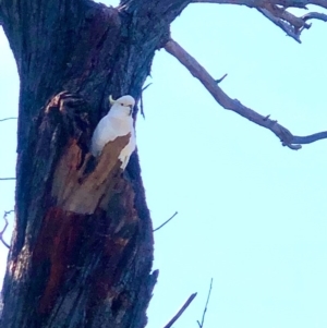 Cacatua galerita at Bruce, ACT - 9 Oct 2020 12:22 PM