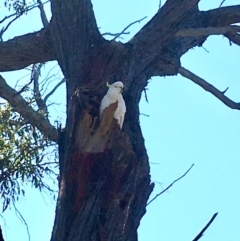 Cacatua galerita at Bruce, ACT - 9 Oct 2020 12:22 PM