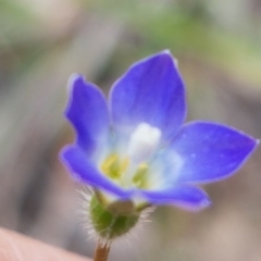 Wahlenbergia gracilenta (Annual Bluebell) at Latham, ACT - 10 Oct 2020 by trevorpreston