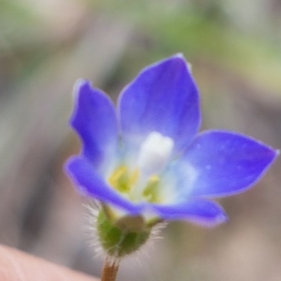 Wahlenbergia gracilenta (Annual Bluebell) at Umbagong District Park - 10 Oct 2020 by tpreston