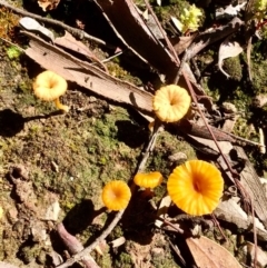 Lichenomphalia chromacea (Yellow Navel) at Bruce, ACT - 9 Oct 2020 by goyenjudy