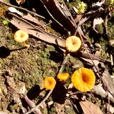 Lichenomphalia chromacea (Yellow Navel) at Gossan Hill - 9 Oct 2020 by goyenjudy