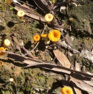 Lichenomphalia chromacea at Bruce, ACT - 9 Oct 2020