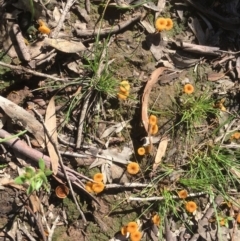 Lichenomphalia chromacea at Bruce, ACT - 9 Oct 2020