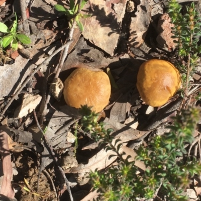 Unverified Fungus at Gossan Hill - 9 Oct 2020 by goyenjudy