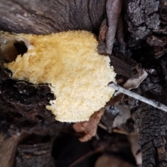 Fuligo septica (Scrambled egg slime) at Latham, ACT - 10 Oct 2020 by trevorpreston