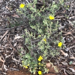 Hibbertia obtusifolia (Grey Guinea-flower) at Majura, ACT - 8 Oct 2020 by Kristi