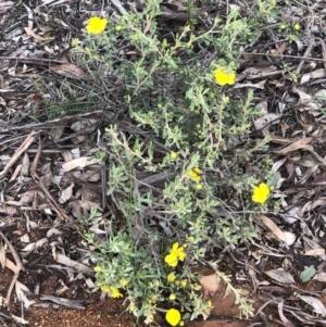 Hibbertia obtusifolia at Majura, ACT - 8 Oct 2020