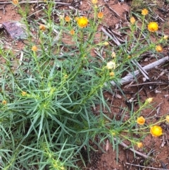 Xerochrysum viscosum (Sticky Everlasting) at Watson, ACT - 8 Oct 2020 by Kristi