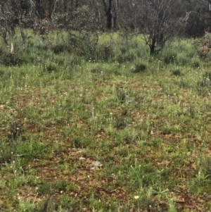 Leucochrysum albicans subsp. tricolor at Majura, ACT - 8 Oct 2020