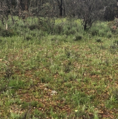 Leucochrysum albicans subsp. tricolor (Hoary Sunray) at Majura, ACT - 8 Oct 2020 by Kristi