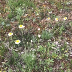 Leucochrysum albicans subsp. tricolor at Majura, ACT - 8 Oct 2020