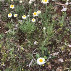 Leucochrysum albicans subsp. tricolor at Majura, ACT - 8 Oct 2020