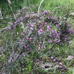 Glycine clandestina (Twining Glycine) at Watson, ACT - 8 Oct 2020 by Kristi